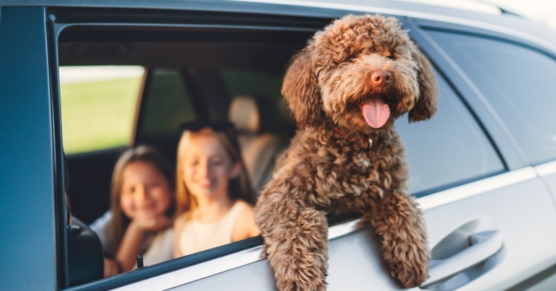 Best Dog Friendly Motorway Services