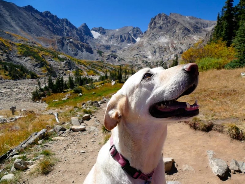 Best Dog Friendly Mountain Towns