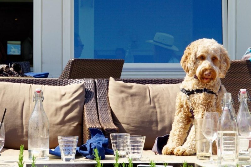 Best Dog Friendly Patios