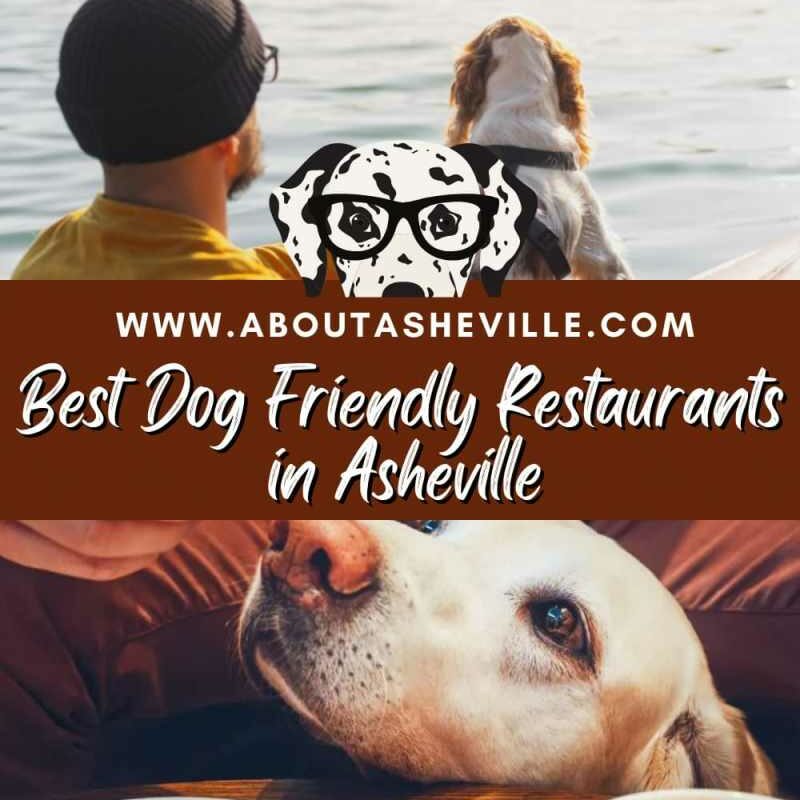 Best Dog Friendly Places In Us