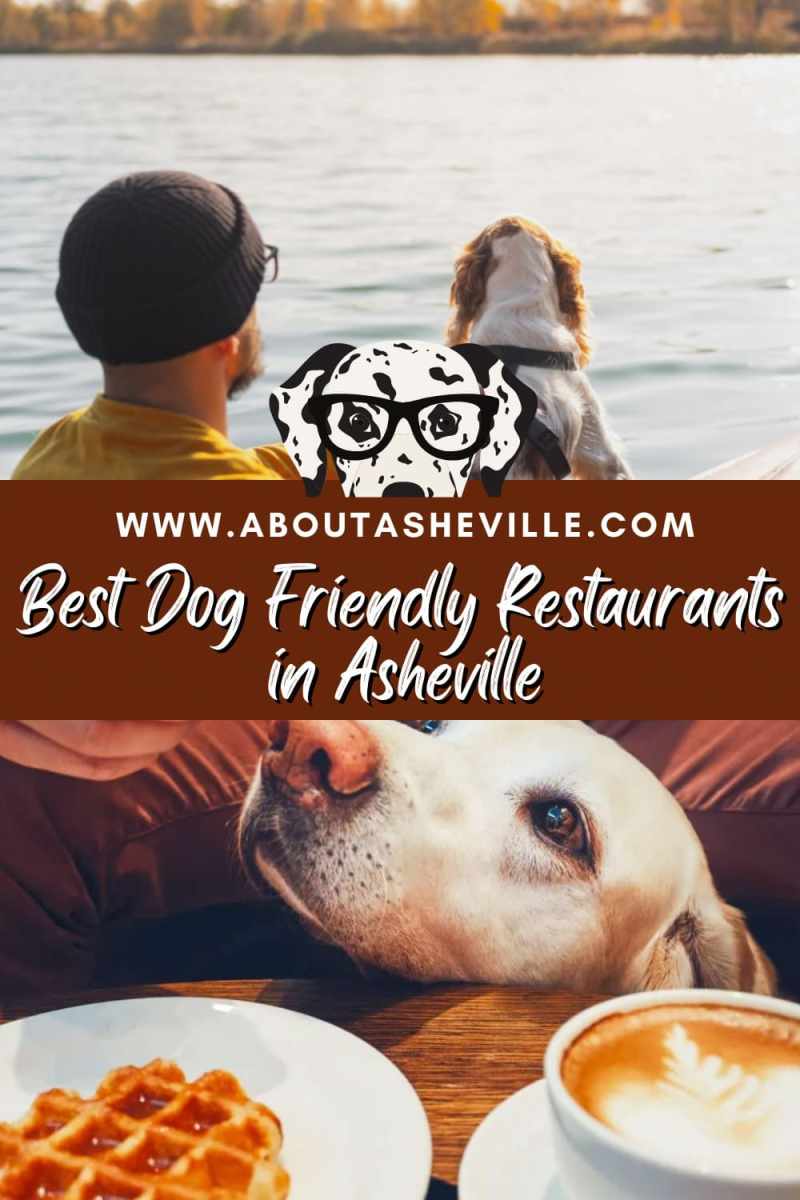 Best Dog Friendly Places In Us