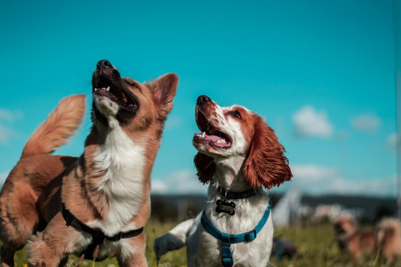 Best Dog Friendly Places In Usa