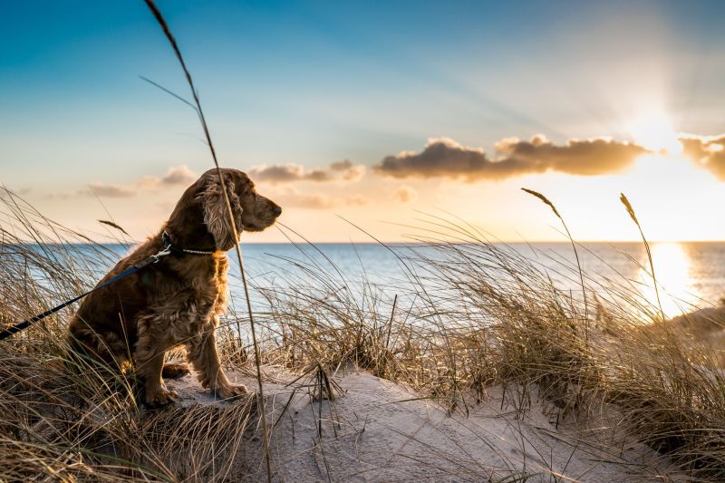 Best Dog-friendly Places To Holiday In Uk