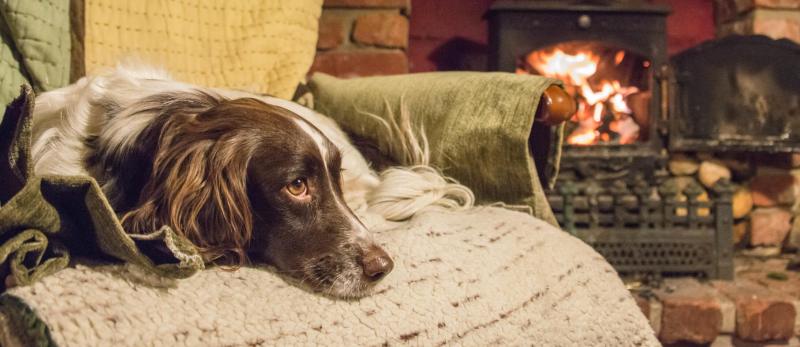 Best Dog Friendly Pubs Lake District