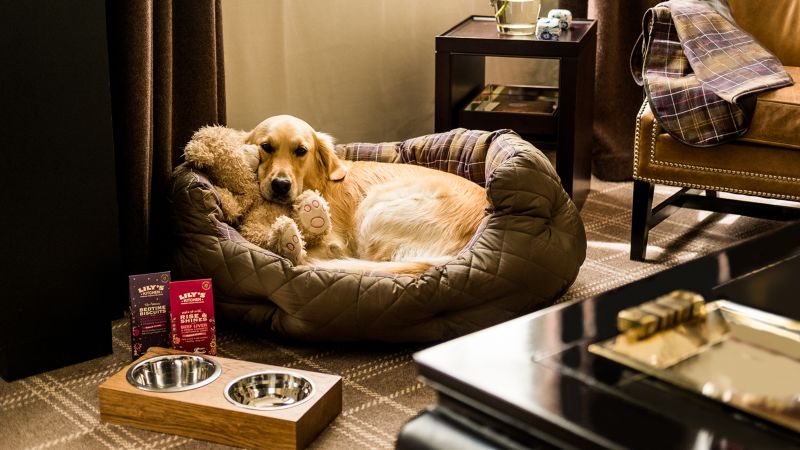 Best Dog Friendly Resorts Uk