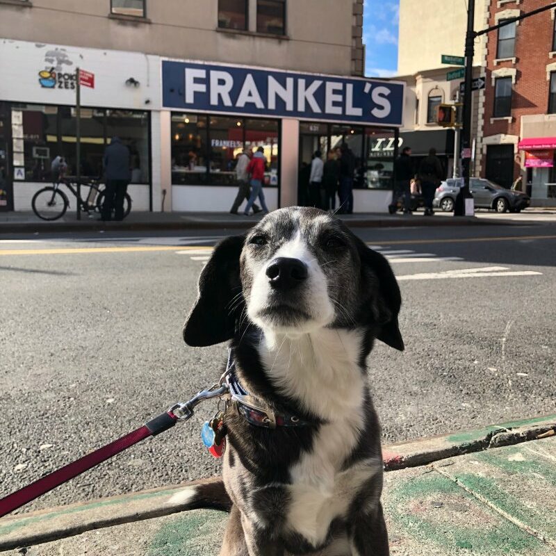 Best Dog Friendly Restaurants Nyc