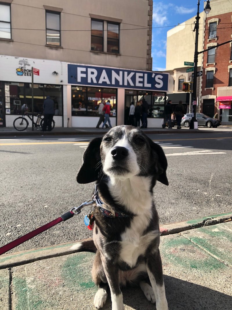 Best Dog Friendly Restaurants Nyc