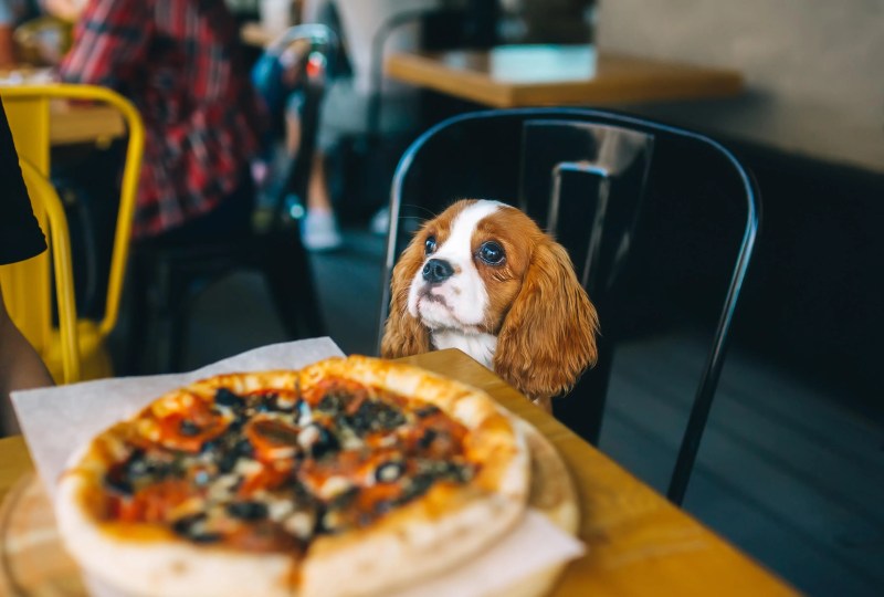 Best Dog Friendly Restaurants Portland