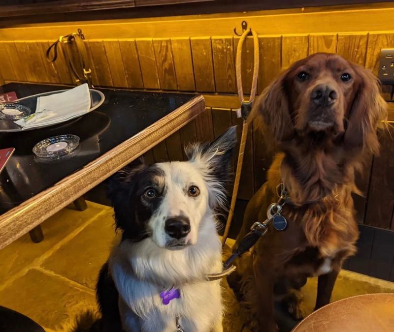 Best Dog Friendly Restaurants York