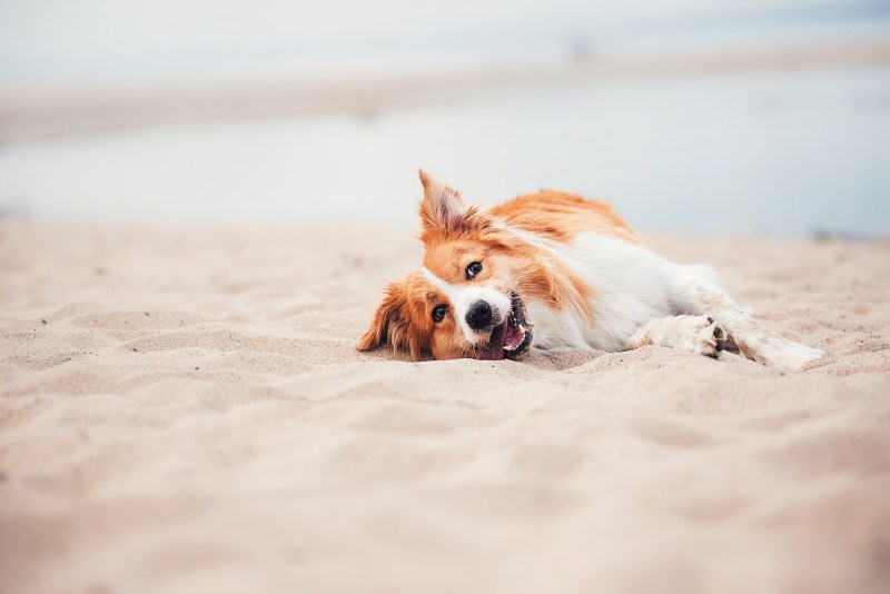 Best Dog Friendly Seaside Towns Uk