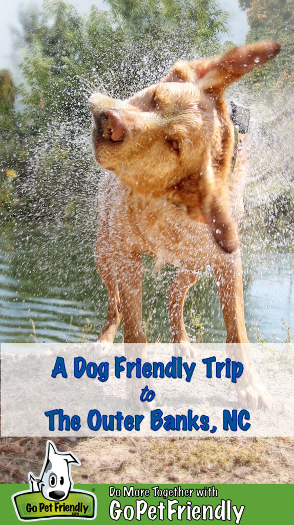 Best Dog Friendly Travel Destinations