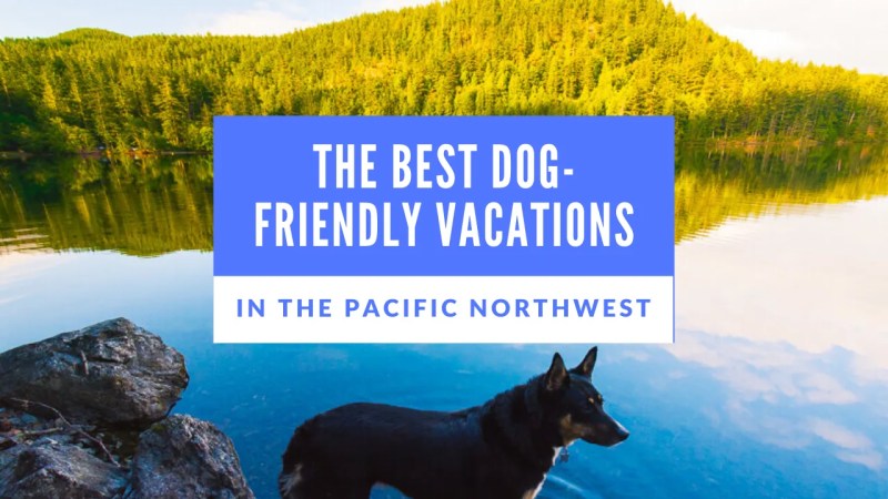 Best Dog Friendly Vacations East Coast