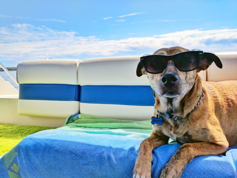 Best Dog Friendly Vacations In California