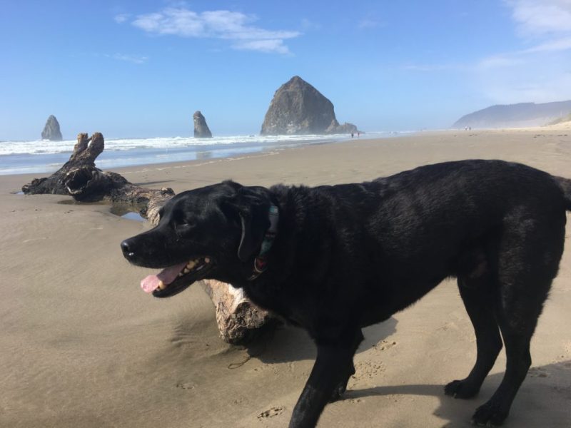 Best Dog Friendly Vacations West Coast