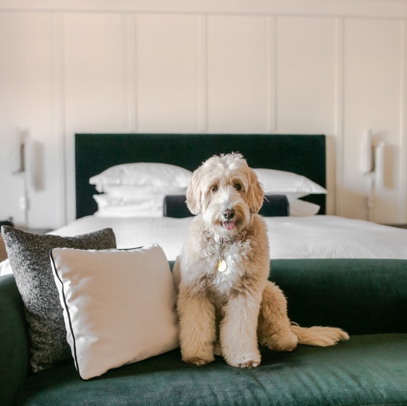 Best Dog Friendly Vrbo