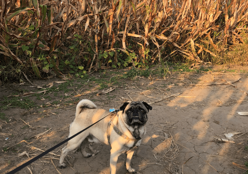 Best Dog Vacations Midwest