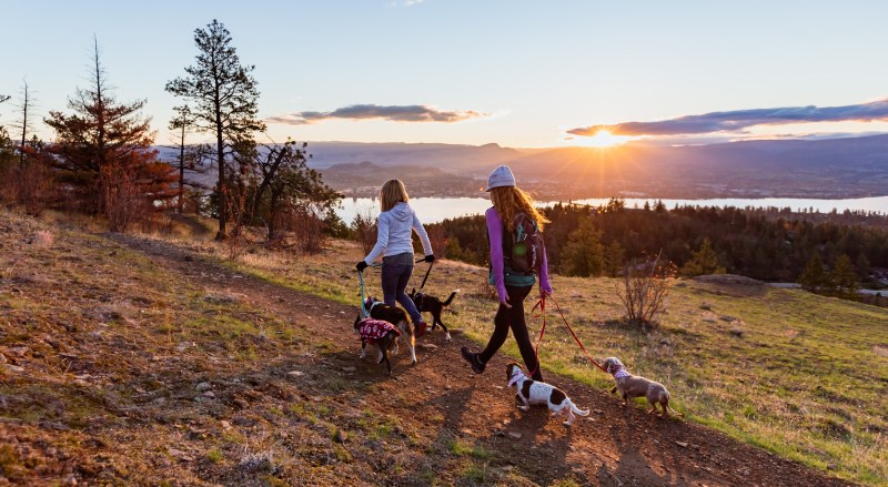 Best Hiking Vacations With Dogs