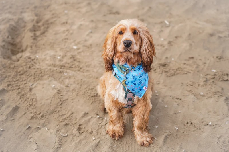 Dog Friendly Beaches East Coast Uk