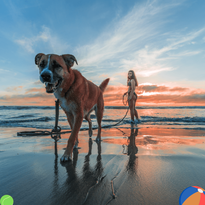 Dog Friendly Beaches East Coast