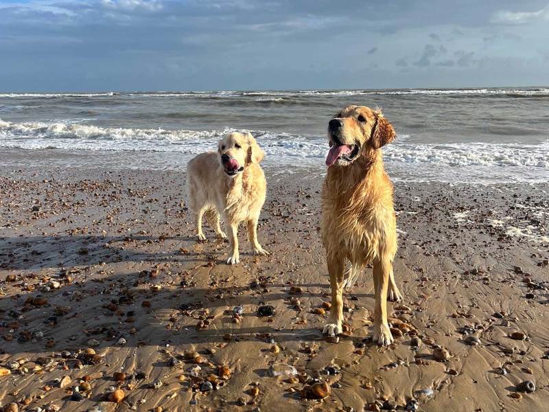 Dog Friendly Beaches East England