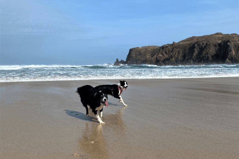 Dog Friendly Beaches East Lothian