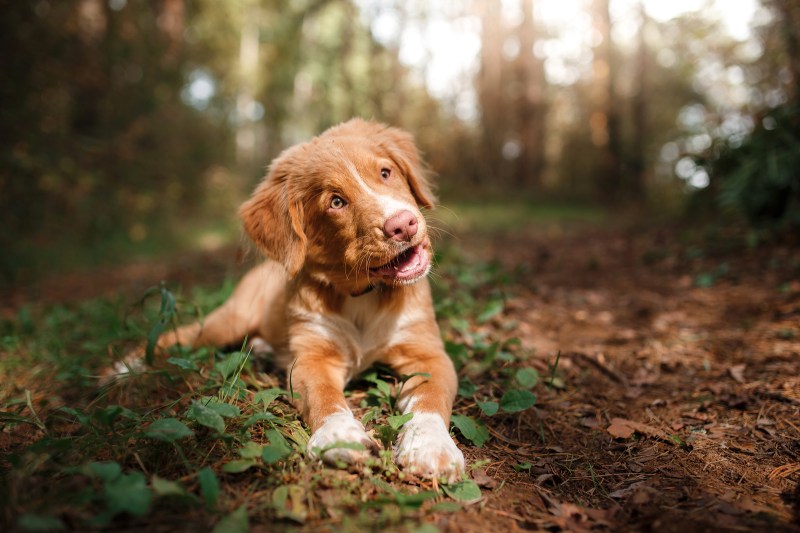 Dog-friendly Day Trips Ontario