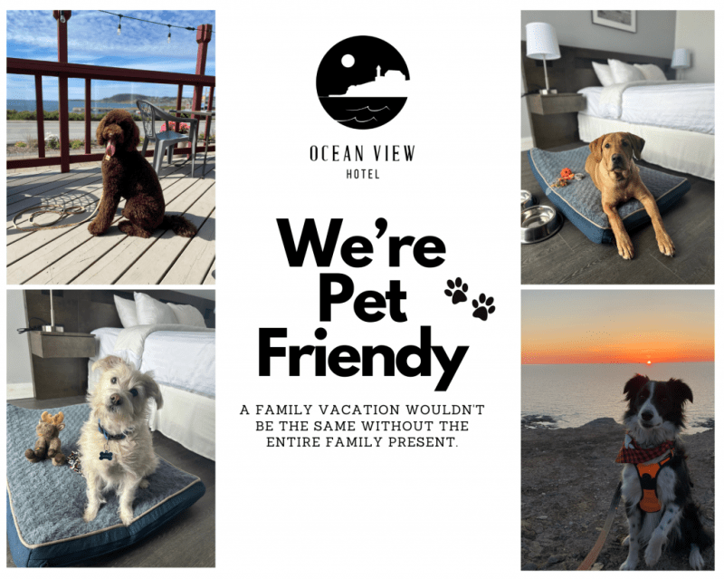 Dog Friendly Family Vacations