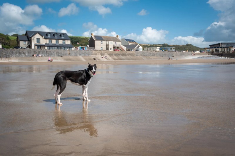 Dog Friendly Holidays Pembrokeshire