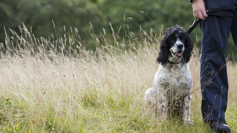 Dog Friendly Holidays Yorkshire Coast