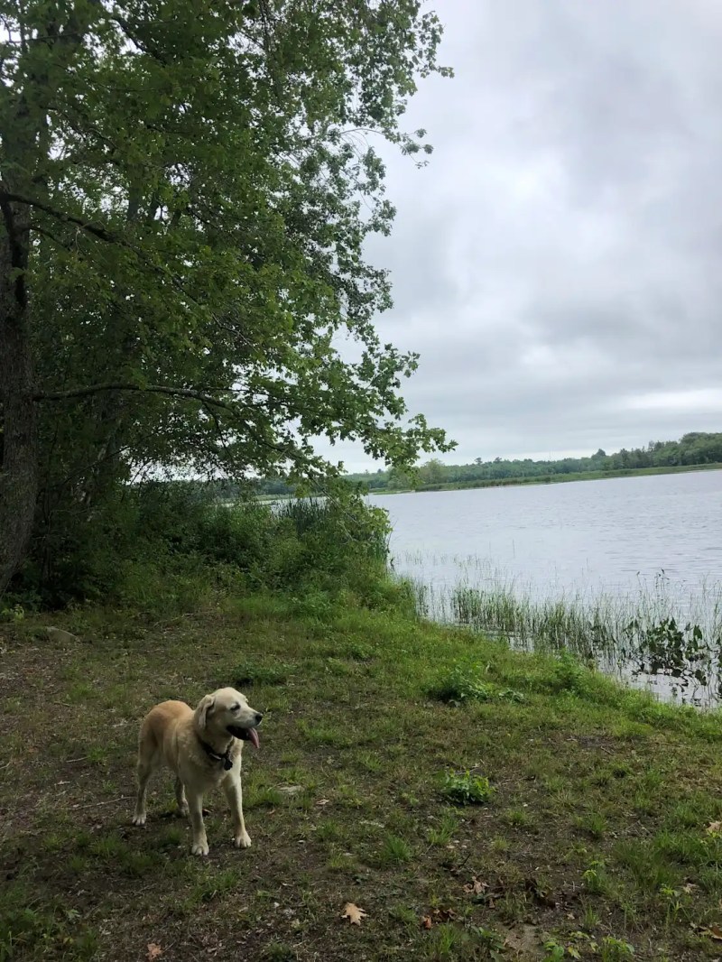 Dog Friendly Lodging Near Ellsworth Me