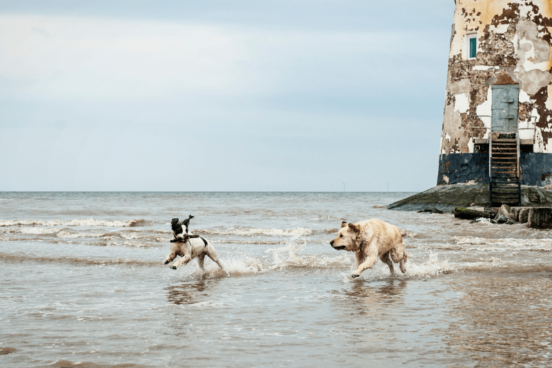 Dog Friendly Places To Vacation Near Me