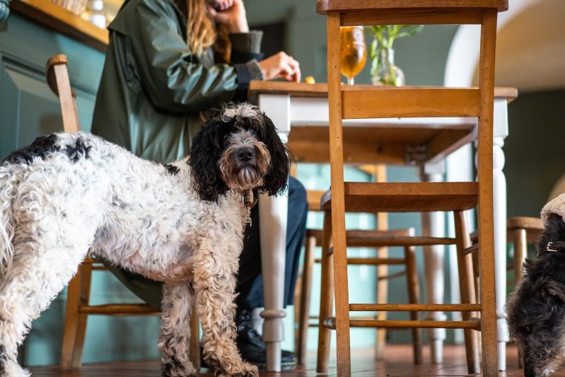 Dog Friendly Pubs And Restaurants Near Me