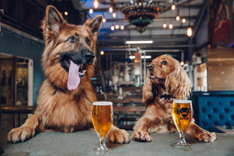 Dog Friendly Pubs Near Me Serving Food