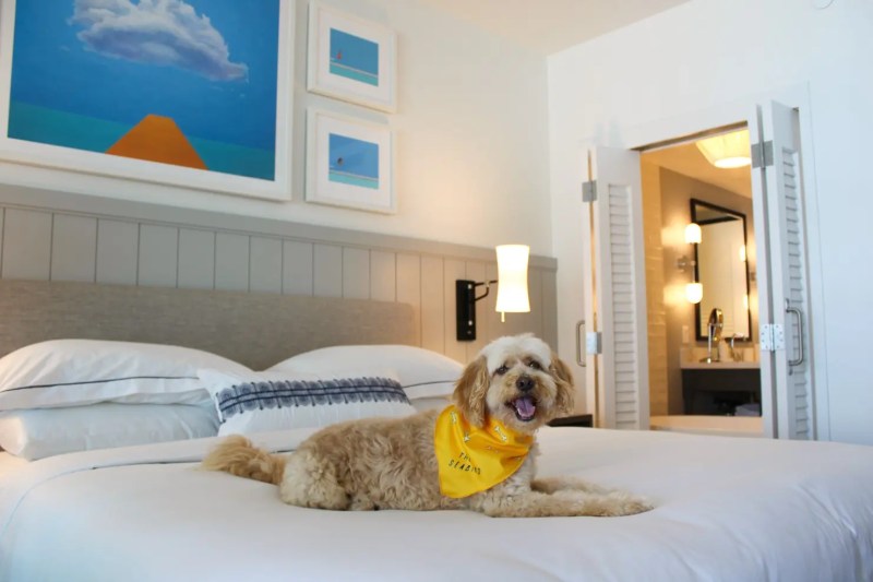 Dog Friendly Resorts California