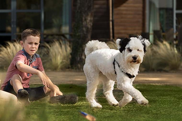 Dog Friendly Resorts Uk