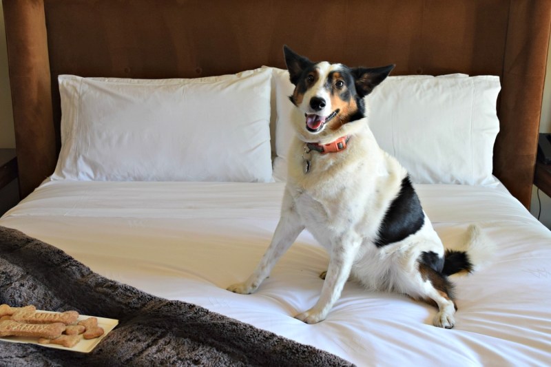 Dog Friendly Resorts Upstate Ny