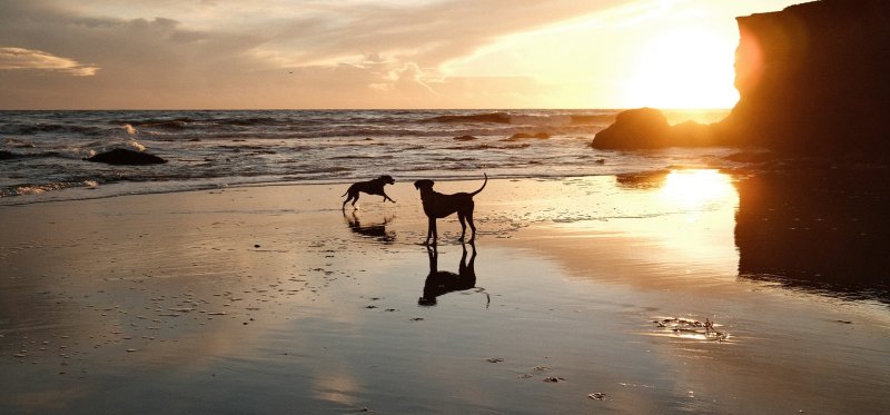 Dog Friendly Vacation Ideas East Coast