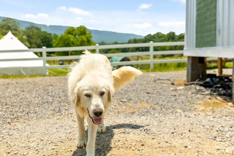 Dog Friendly Vacation Spots In Georgia