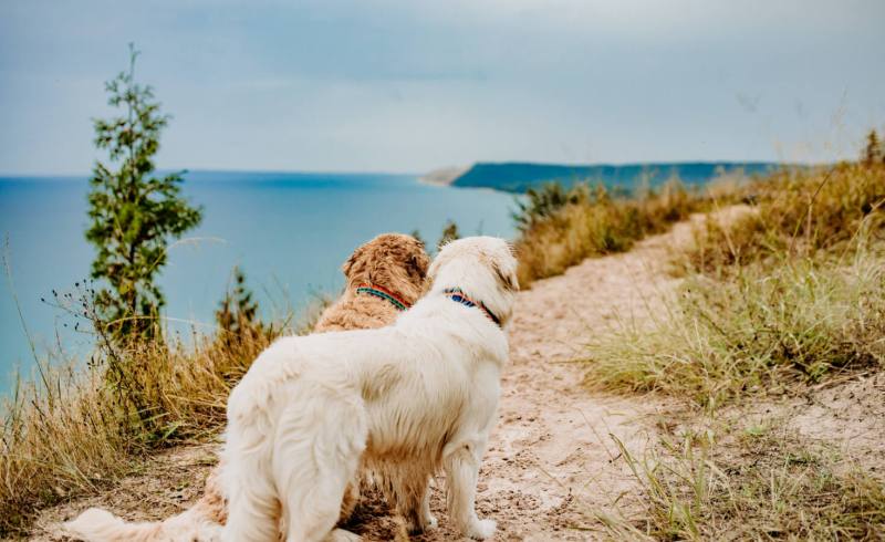 Dog Friendly Vacation Spots In Michigan