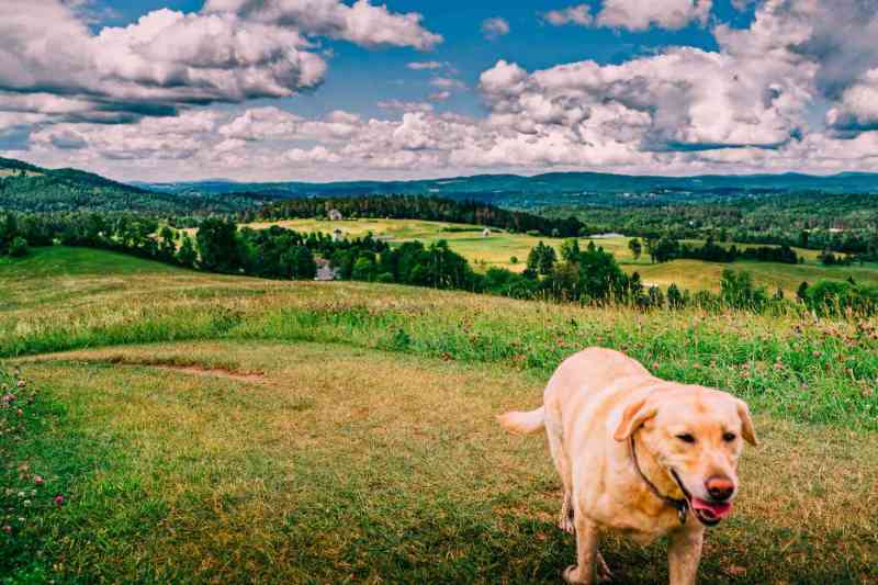 Dog Friendly Vacation Spots Near Me