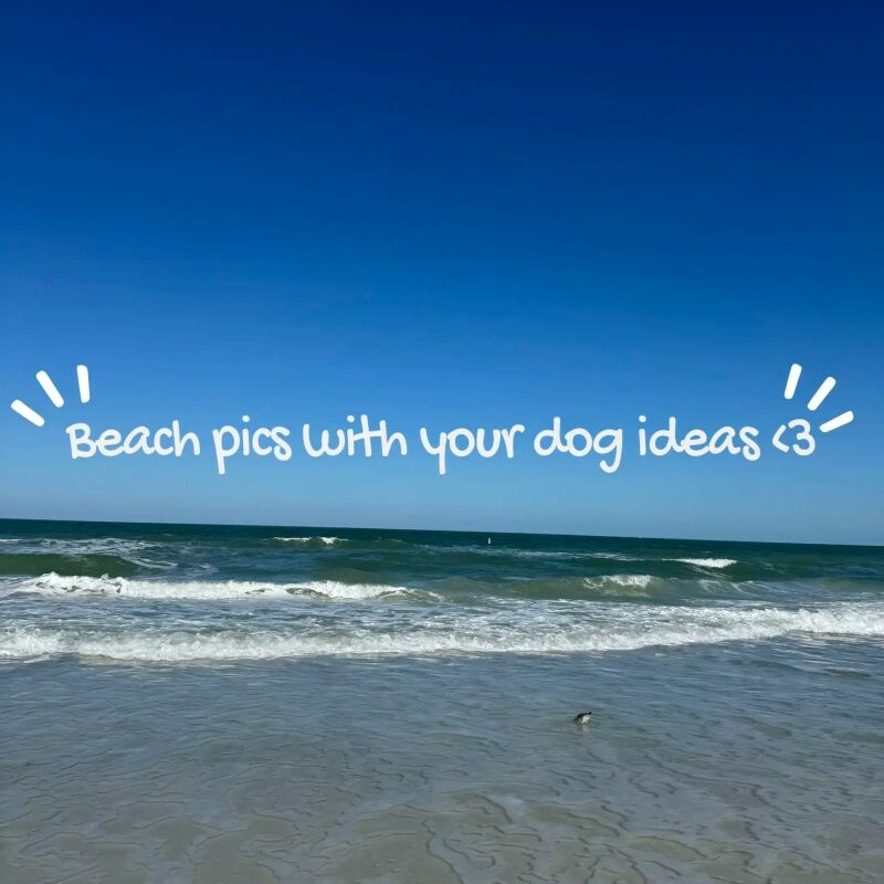 Dog Vacation Ideas