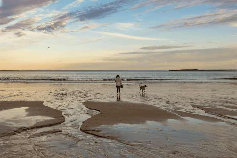 Good Dog Friendly Beaches Near Me