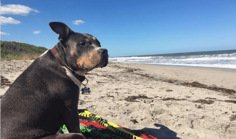 Map Of Dog Friendly Beaches In Florida