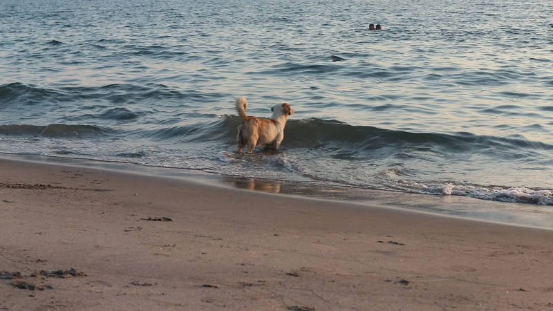 Most Dog Friendly Beaches East Coast