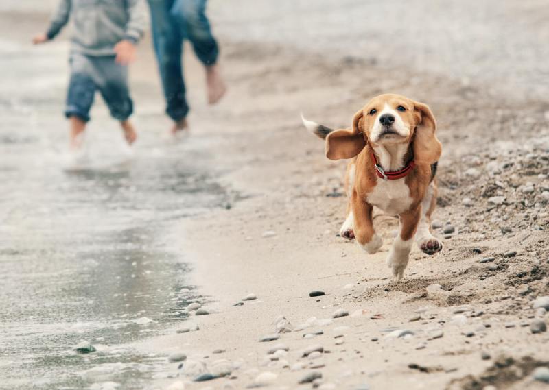 Most Dog Friendly Vacation Spots East Coast