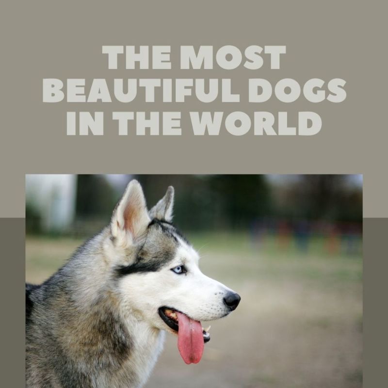 Most Friendly Dog Breed In The World