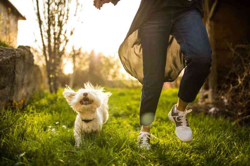 Places To Leave Pets While On Vacation