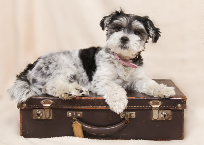 Vacation Ideas For Couples With Dogs