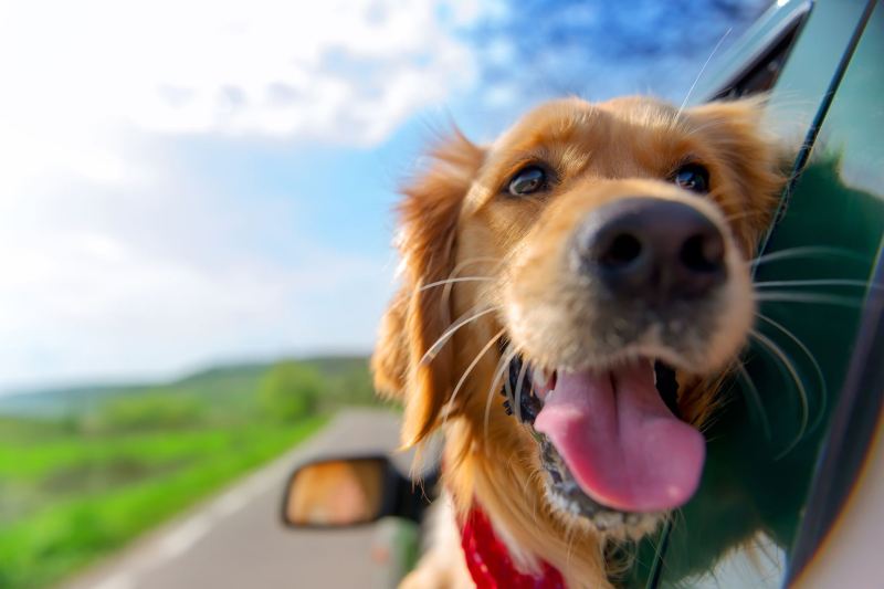 Vacations You Can Take With Your Dog