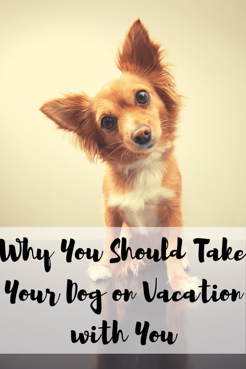 Where Can You Take Your Dog On Vacation